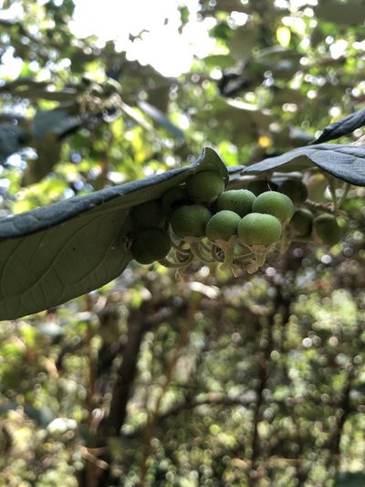 Solanum schlechtendalianum, photographed by Skjold Søndergaard