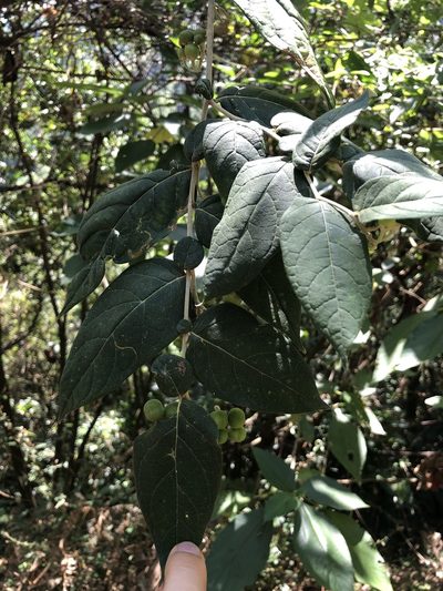 Solanum schlechtendalianum, photographed by Skjold Søndergaard
