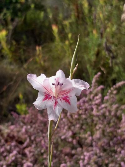 Gladiolus roseovenosus, photographed by kevin koen