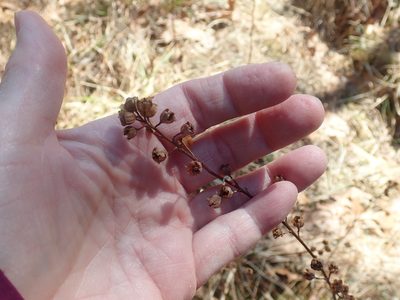 Ludwigia alternifolia, photographed by Lynn Harper