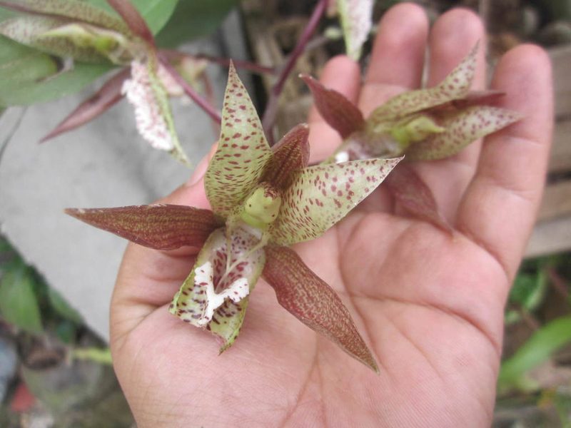Catasetum laminatum, photographed by HERNÁNDEZ RAMOS MARÍA ELENA