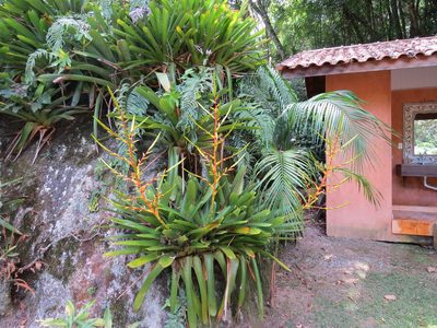 Vriesea triligulata, photographed by Victor Farjalla Pontes