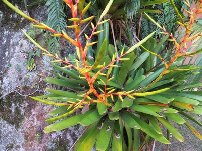 Vriesea triligulata, photographed by Victor Farjalla Pontes