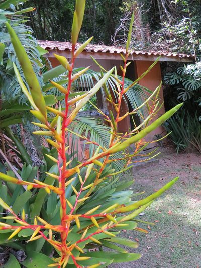 Vriesea triligulata, photographed by Victor Farjalla Pontes