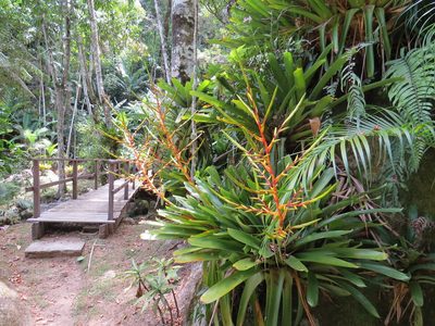 Vriesea triligulata, photographed by Victor Farjalla Pontes