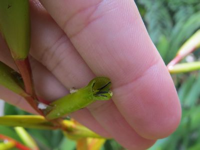 Vriesea triligulata, photographed by Victor Farjalla Pontes