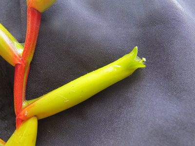Vriesea triligulata, photographed by Victor Farjalla Pontes