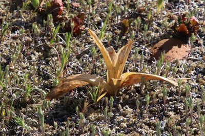 Fritillaria biflora