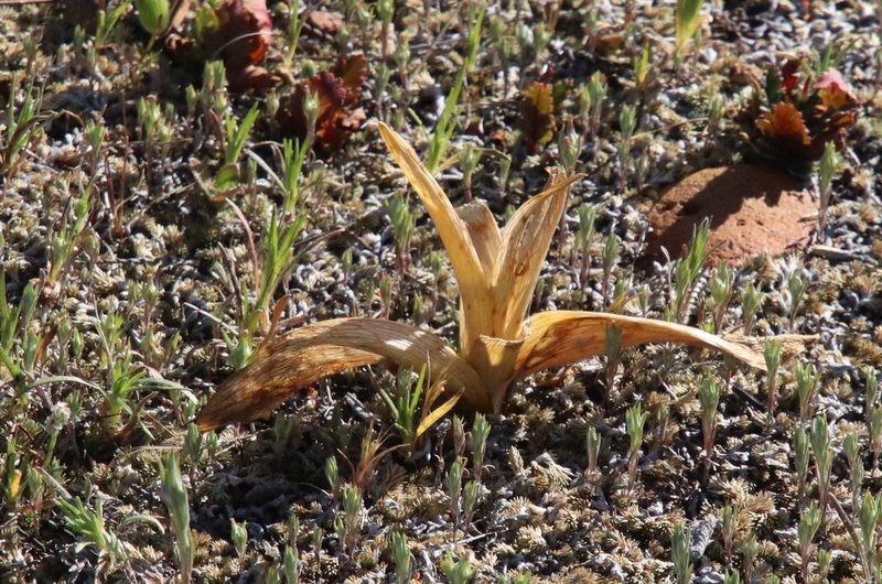 Fritillaria biflora, photographed by Millie Basden