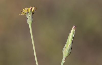 Hypochaeris glabra, photographed by Millie Basden