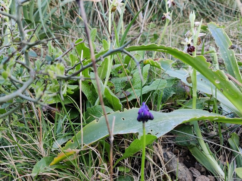 Muscari commutatum, photographed by Riccardo Rocca