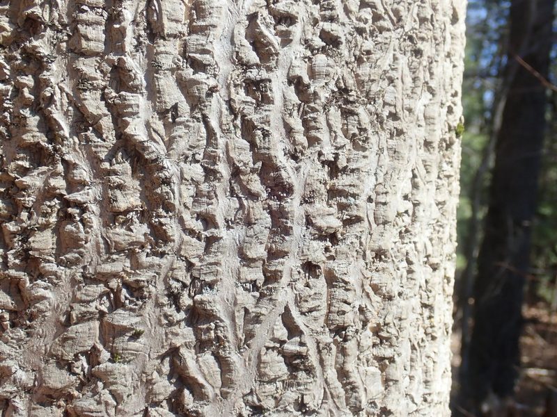 Phellodendron amurense, photographed by Lynn Harper