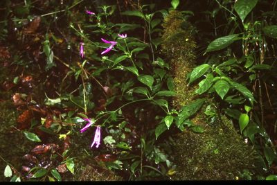 Dicliptera iopus, photographed by Simon Tonge