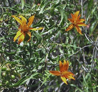 Mutisia subspinosa, photographed by Hugo Hulsberg