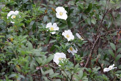 Rosa laevigata