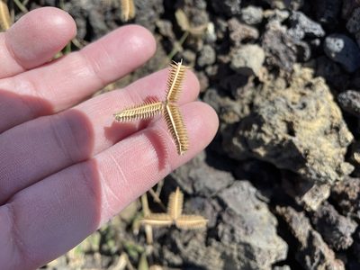 Dactyloctenium aegyptium, photographed by Jen