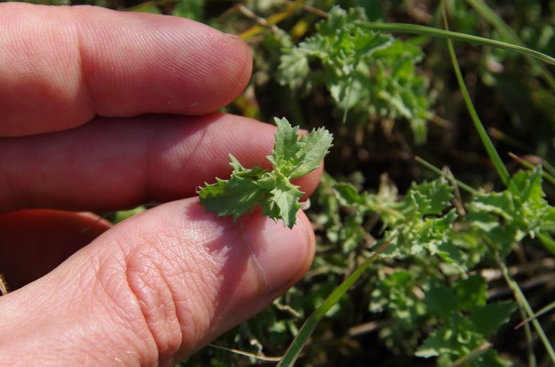 Stemodia schottii, photographed by Eric Knight