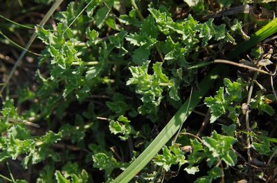Stemodia schottii, photographed by Eric Knight