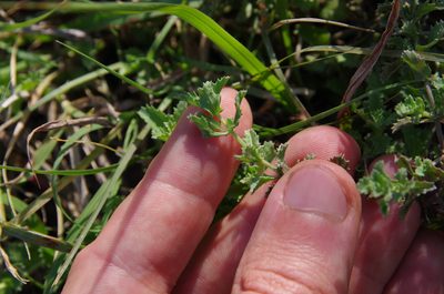 Stemodia schottii, photographed by Eric Knight