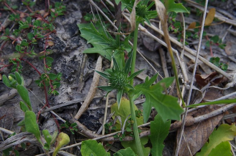 Eryngium nasturtiifolium, photographed by Eric Knight