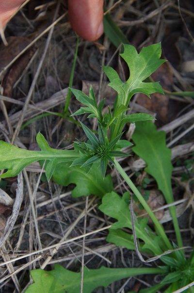 Eryngium nasturtiifolium, photographed by Eric Knight