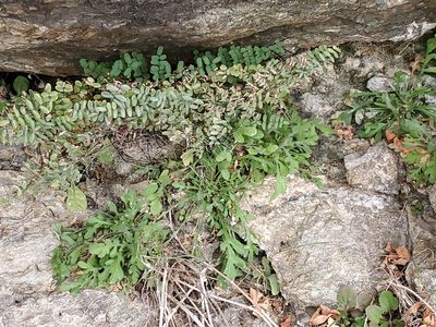 Pellaea truncata, photographed by Craig Martin