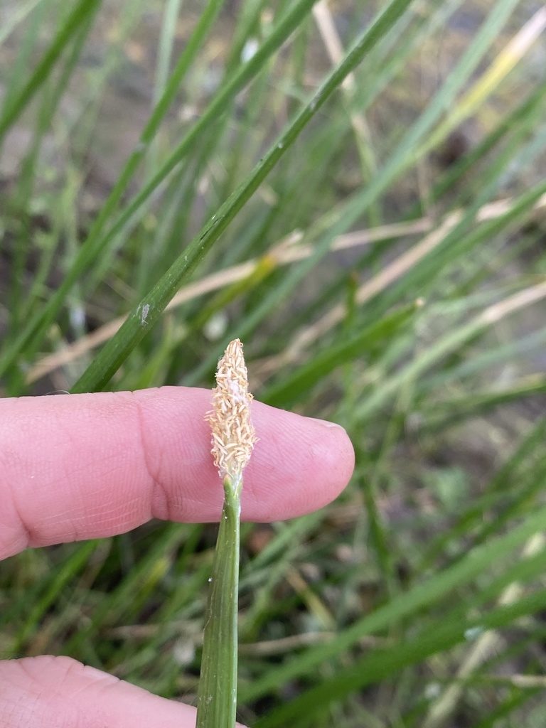 Eleocharis plana, photographed by Greg Tasney