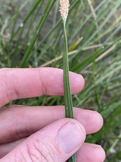 Eleocharis plana, photographed by Greg Tasney