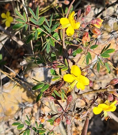 Erythrostemon palmeri, photographed by Lyrae