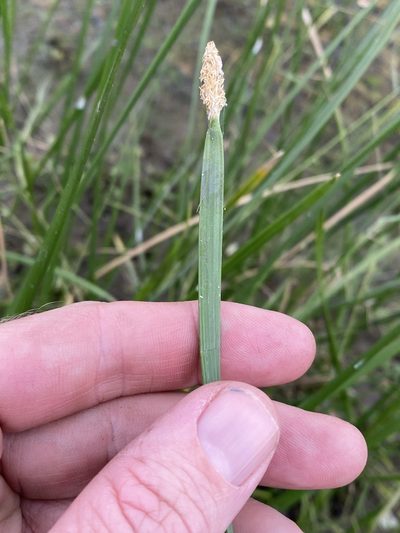 Eleocharis plana, photographed by Greg Tasney