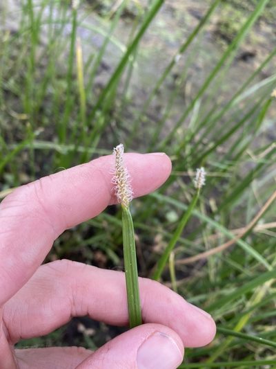 Eleocharis plana, photographed by Greg Tasney