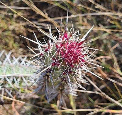 Stenocereus alamosensis, photographed by Lyrae