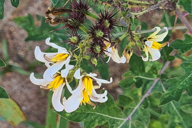 Solanum grayi, photographed by Lyrae