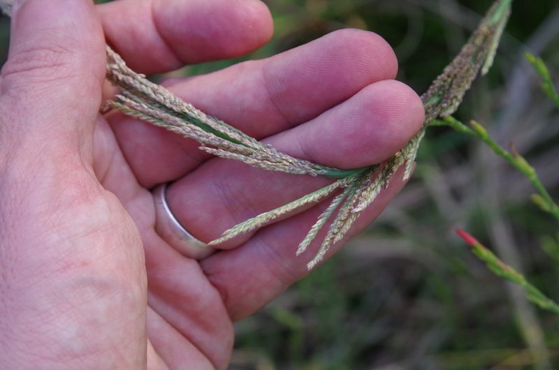 Leptochloa nealleyi, photographed by Eric Knight