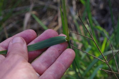 Leptochloa nealleyi, photographed by Eric Knight
