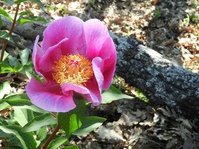 Paeonia broteri, photographed by Santiago Martín-Bravo