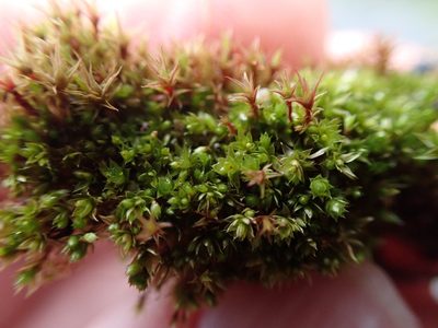 Gemmabryum dichotomum, photographed by Randal