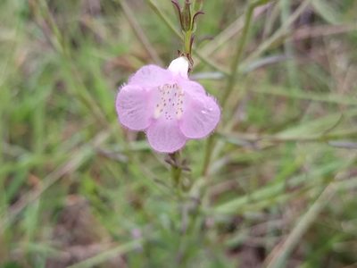 Agalinis communis, photographed by Bahiano Ayala
