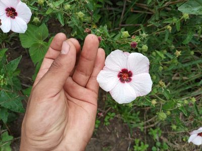 Pavonia hastata, photographed by Bahiano Ayala