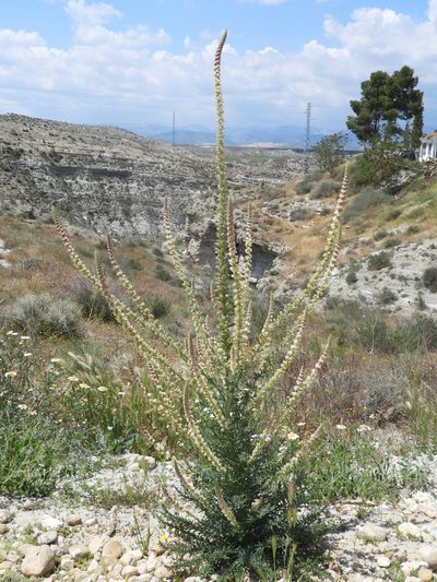 Reseda suffruticosa, photographed by Santiago Martín-Bravo