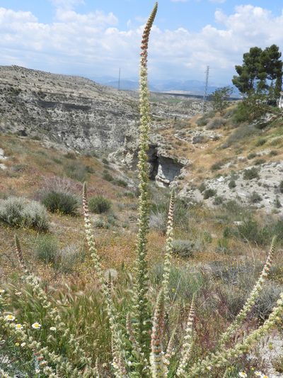 Reseda suffruticosa, photographed by Santiago Martín-Bravo