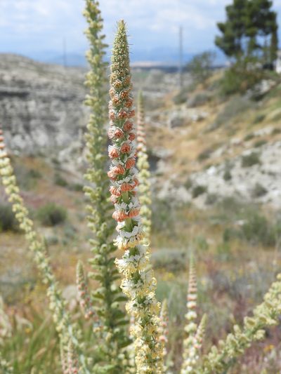 Reseda suffruticosa, photographed by Santiago Martín-Bravo