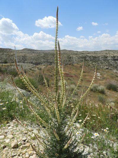 Reseda suffruticosa, photographed by Santiago Martín-Bravo
