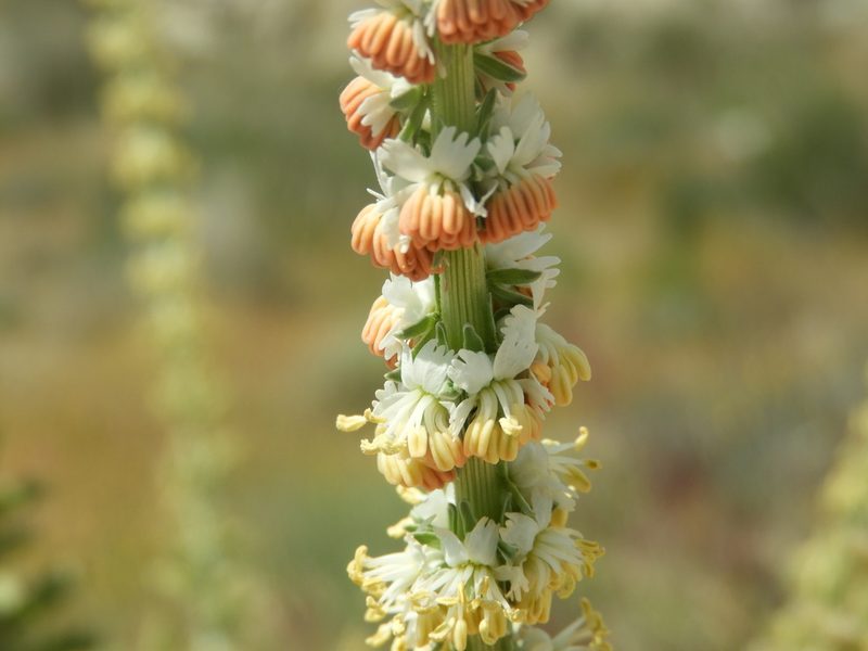 Reseda suffruticosa, photographed by Santiago Martín-Bravo