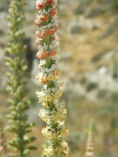Reseda suffruticosa, photographed by Santiago Martín-Bravo