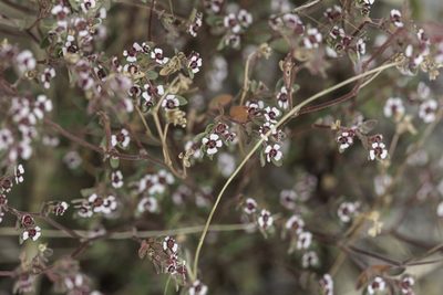 Euphorbia melanadenia, photographed by Craig Martin