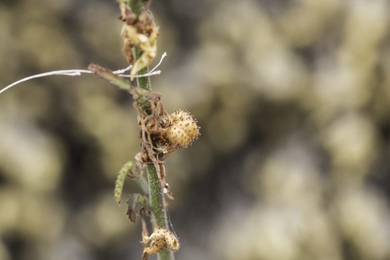 Ayenia filiformis, photographed by Craig Martin