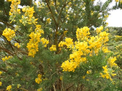 Adenocarpus decorticans, photographed by Santiago Martín-Bravo