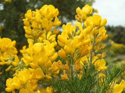 Adenocarpus decorticans, photographed by Santiago Martín-Bravo