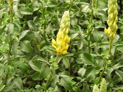 Ononis speciosa, photographed by Santiago Martín-Bravo
